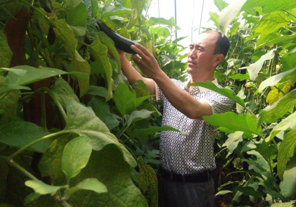 惠農網農技專家孟玉智：花式送技，千里之外解民憂